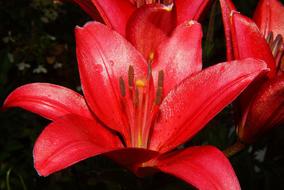 red lily flowers in the garden close up
