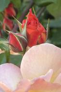 Rose Tender Orange close-up