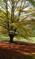 Tree Autumn Fall