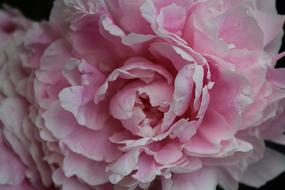 Peony Common pink close-up
