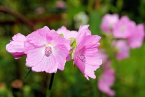 Close-up of the beautiful, blooming, purple and pink flowers on the branches, at blurred background