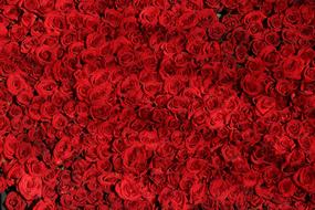 Rose Roses Flowers