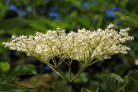 white Elderberry Flower Sambucus