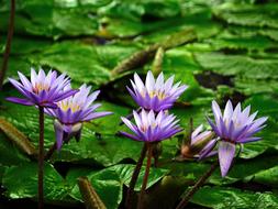 Water Lily Flowers Pond