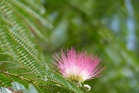 pink albizzia julibrissin
