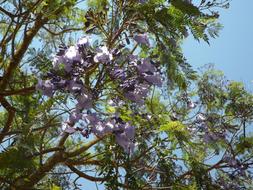 Jacaranda Tree Blossom blue sky