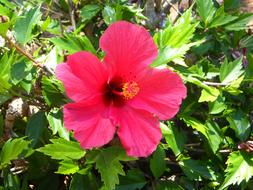 Hibiscus Flower pink garden