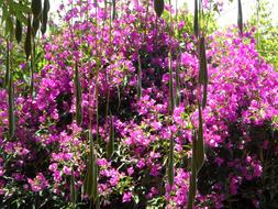 Glycinie Blue Rain Bougainvillea