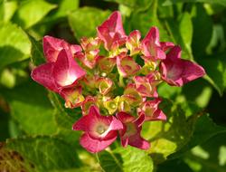 Hydrangea Ornamental as a Shrub Blossom