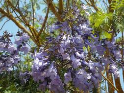 Jacaranda Tree flowers