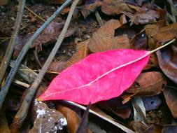 pink leaf and dry leaves