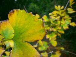 Foliage Green Leaves