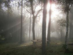 Woods Dawn Rays Of Light