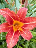 Red day Lily in Garden