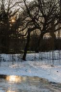 Snow Ice Tree