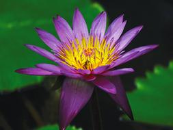 violet Water Lily Flower Pond