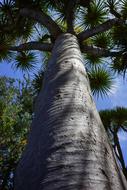 Tree Canary Island Dragon