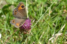 Butterfly Brown Eye Lasiommata