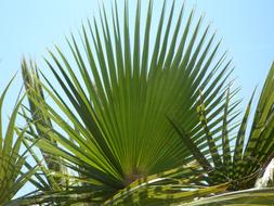 Green Fan Palm Leaf