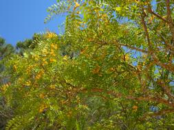 yellow and green Tree Blossom Bloom