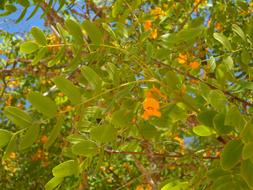 Tree Branches Blossom close-up