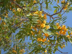 Sky Blossom Tree orange flowers