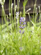 Lavender Garden Summer flowers