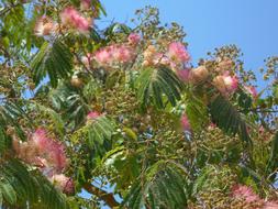 Powder Puff Shrub Bush Bloom