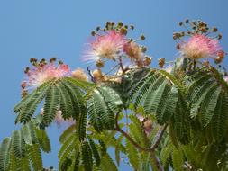 Powder Puff Shrub Bush Bloom