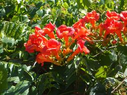 trumpet flower vine in bloom