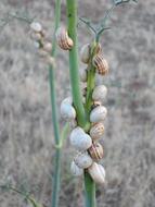 Snails Shells Plague