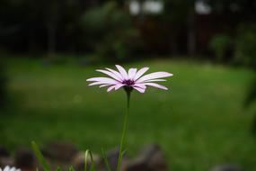 Cape Basket Flower green background