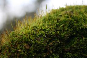 green Moss Macro photo