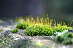 Moss Macro