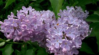 wondrous Flower lilac