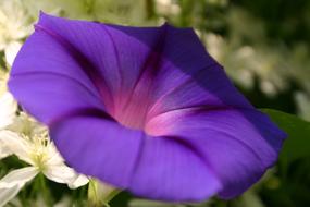 morning glory as a purple flower
