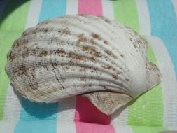 Shell Large Close