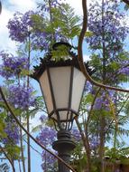 street Lantern Jacaranda
