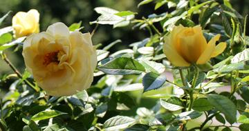 Roses Flowers Yellow Rose