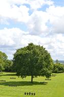 Tree Cemetery Normandy