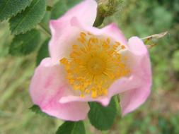 Wild Rose Flower