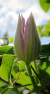 Clematis Climber Plant Bud