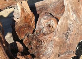 Root Wood Old