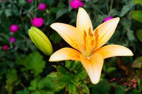 Lilies Flowers Orange Close