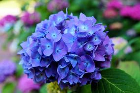 Hydrangea Blossom blue