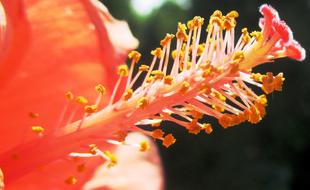 Hibiscus Blossom red sun