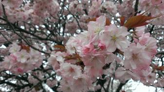 Cherry Blossoms Spring Wild