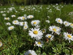 Daisy Flowers