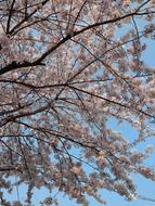 Spring Cherry Blossom