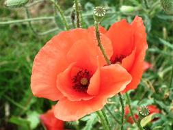 Poppy Flower soft red